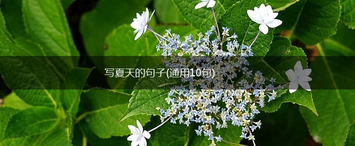 写夏天的句子(通用10句),第1张