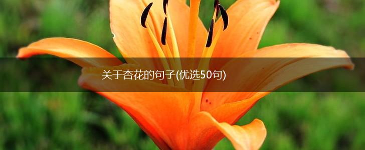关于杏花的句子(优选50句),第1张