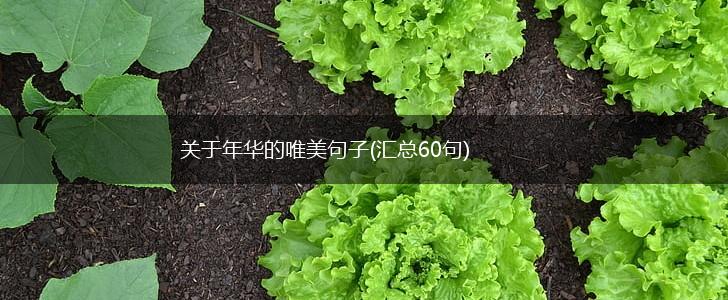 关于年华的唯美句子(汇总60句),第1张