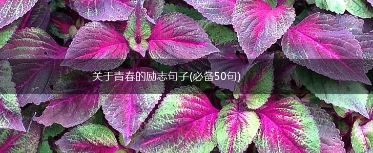 关于青春的励志句子(必备50句),第1张
