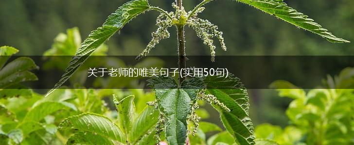 关于老师的唯美句子(实用50句),第1张