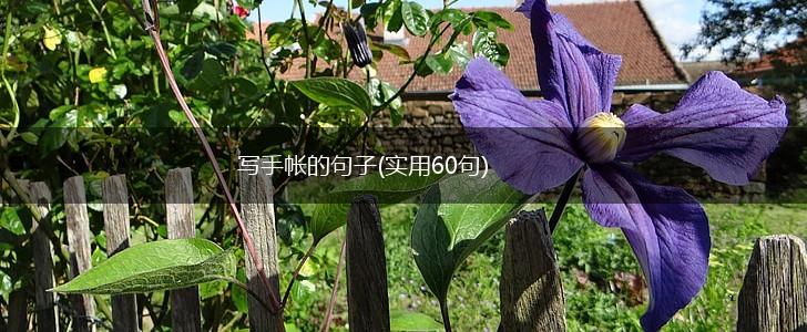 写手帐的句子(实用60句),第1张