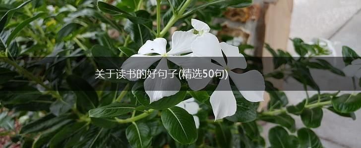 关于读书的好句子(精选50句),第1张