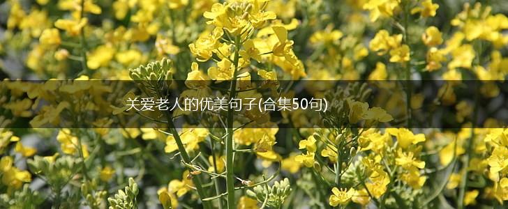 关爱老人的优美句子(合集50句),第1张