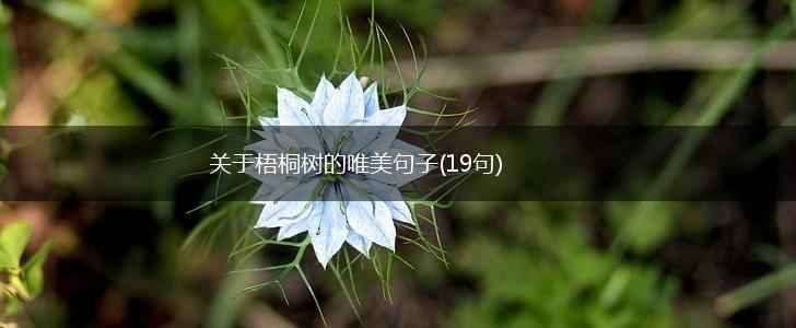 关于梧桐树的唯美句子(19句),第1张