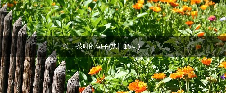 关于茶叶的句子(热门15句),第1张