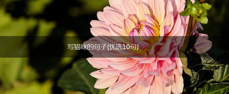 写猫咪的句子(优选10句),第1张