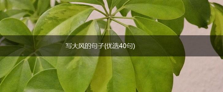 写大风的句子(优选40句),第1张