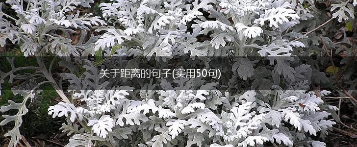 关于距离的句子(实用50句),第1张