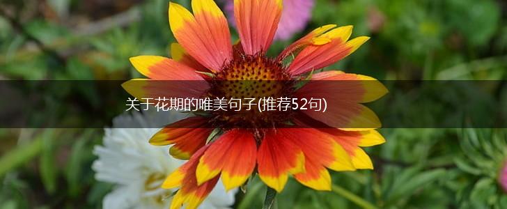 关于花期的唯美句子(推荐52句),第1张