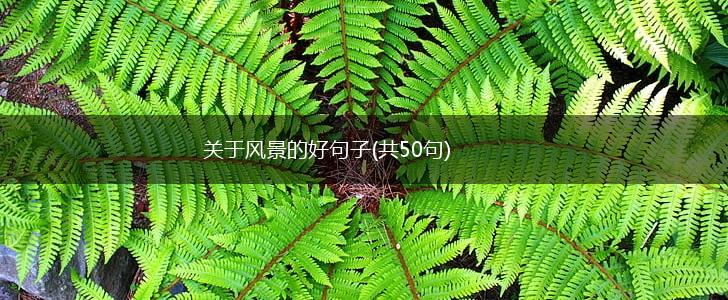 关于风景的好句子(共50句),第1张