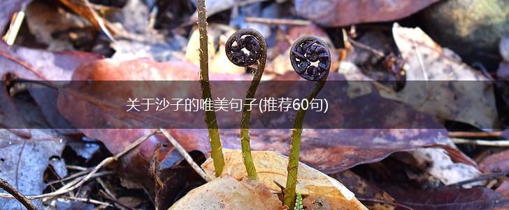 关于沙子的唯美句子(推荐60句),第1张