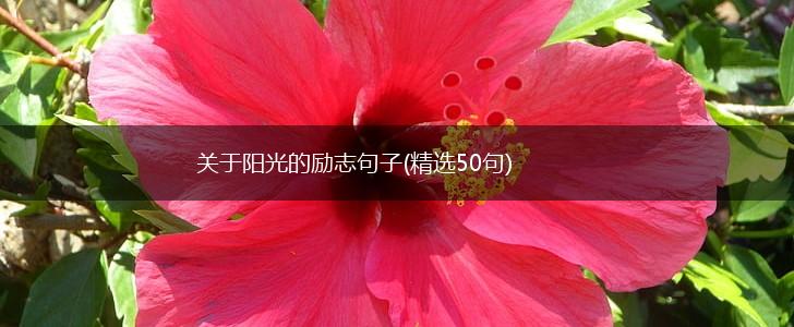 关于阳光的励志句子(精选50句),第1张