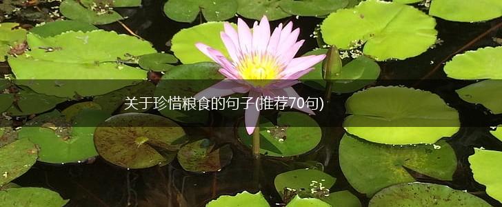 关于珍惜粮食的句子(推荐70句),第1张