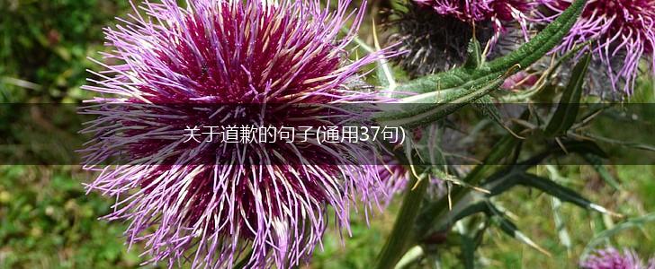关于道歉的句子(通用37句),第1张