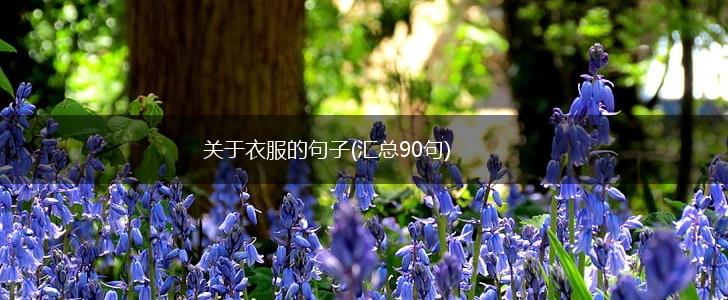 关于衣服的句子(汇总90句),第1张