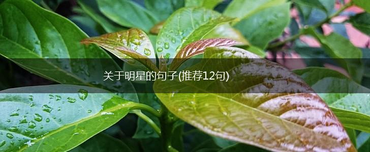 关于明星的句子(推荐12句),第1张