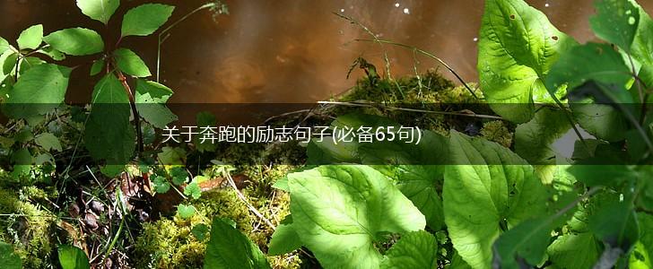 关于奔跑的励志句子(必备65句),第1张