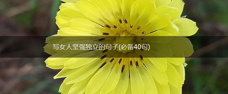 写女人坚强独立的句子(必备40句),第1张