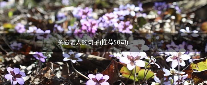 关爱老人的句子(推荐50句),第1张