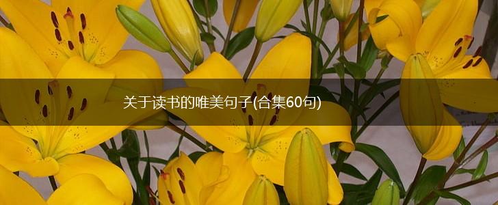 关于读书的唯美句子(合集60句),第1张