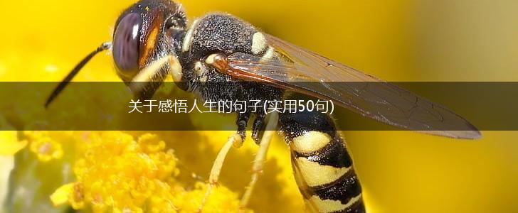 关于感悟人生的句子(实用50句),第1张