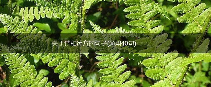关于诗和远方的句子(通用40句),第1张