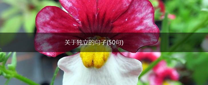 关于独立的句子(50句),第1张