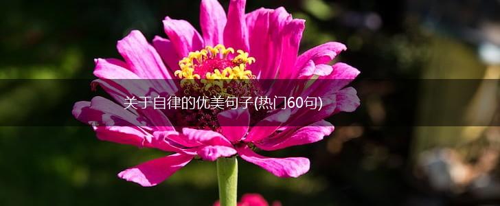 关于自律的优美句子(热门60句),第1张