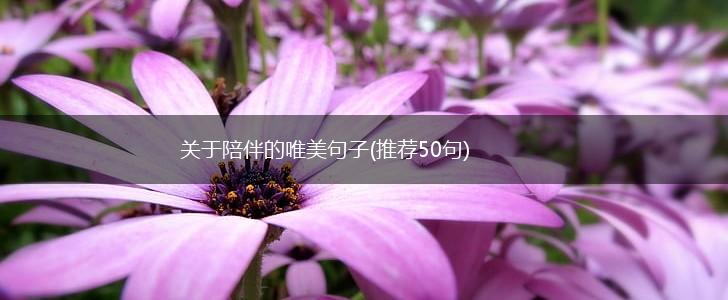 关于陪伴的唯美句子(推荐50句),第1张