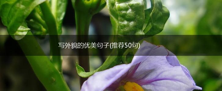 写外貌的优美句子(推荐50句),第1张