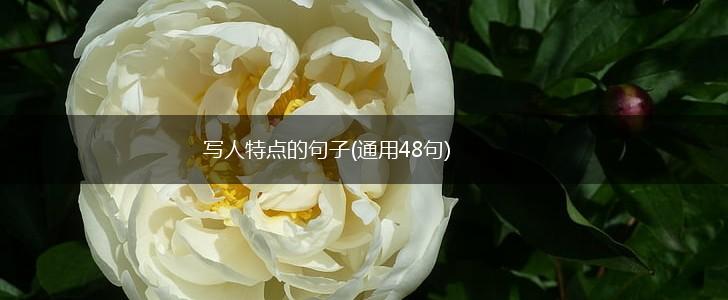 写人特点的句子(通用48句),第1张