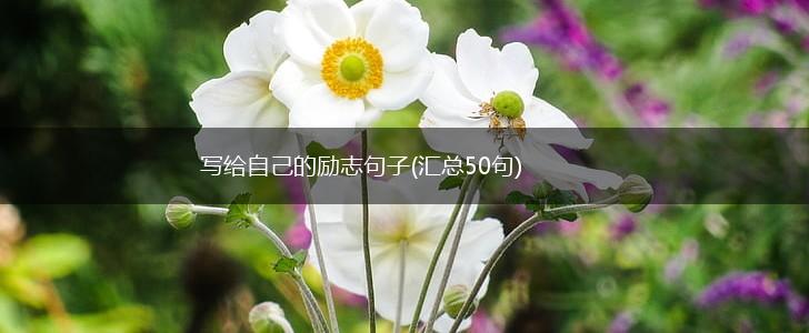 写给自己的励志句子(汇总50句),第1张