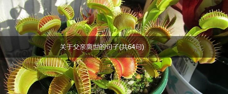 关于父亲离世的句子(共64句),第1张