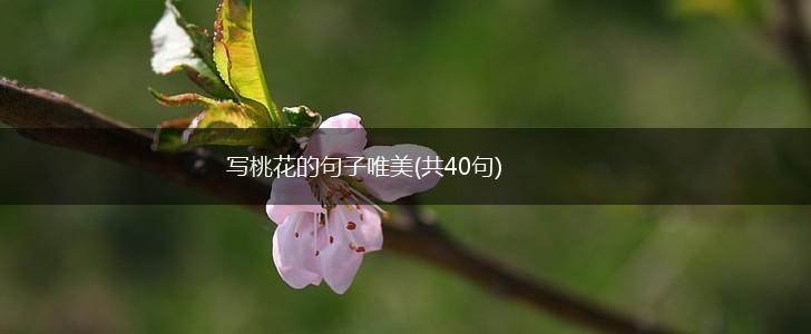 写桃花的句子唯美(共40句),第1张