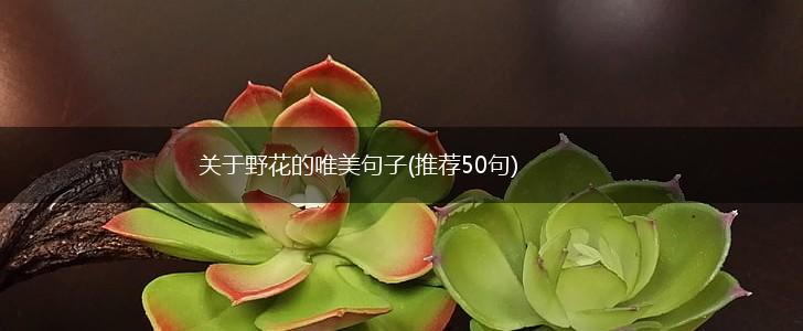 关于野花的唯美句子(推荐50句),第1张