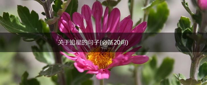 关于追星的句子(必备20句),第1张