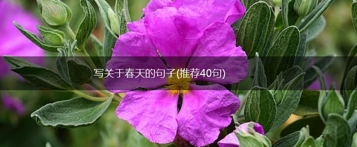 写关于春天的句子(推荐40句),第1张