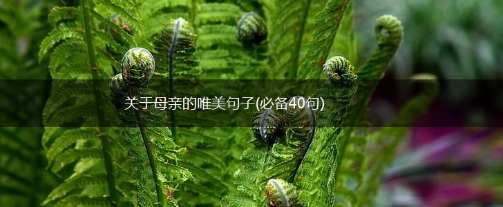 关于母亲的唯美句子(必备40句),第1张