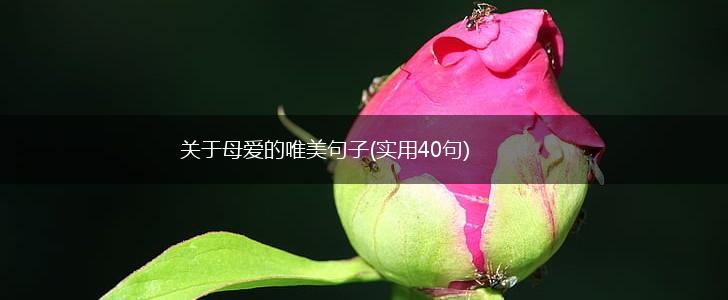 关于母爱的唯美句子(实用40句),第1张
