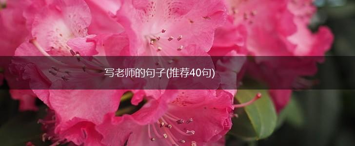 写老师的句子(推荐40句),第1张