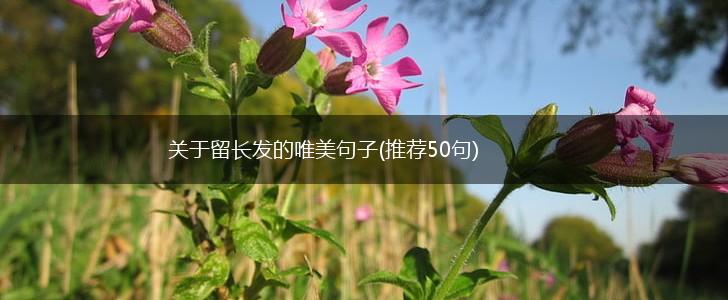 关于留长发的唯美句子(推荐50句),第1张