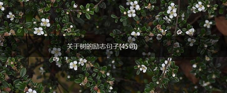 关于树的励志句子(45句),第1张