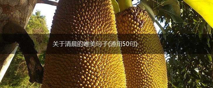 关于清晨的唯美句子(通用50句),第1张