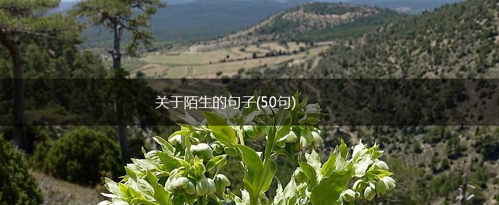 关于陌生的句子(50句),第1张