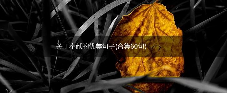 关于奉献的优美句子(合集60句),第1张