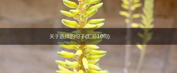 关于选择的句子(汇总10句),第1张