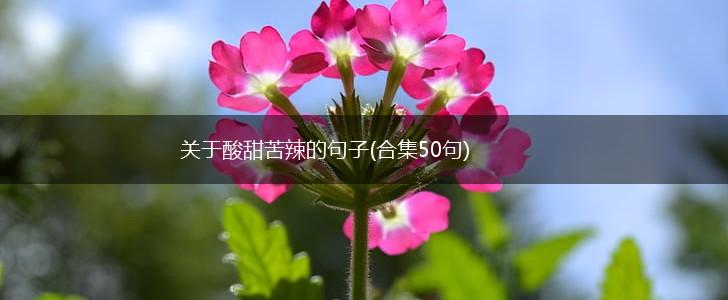 关于酸甜苦辣的句子(合集50句),第1张