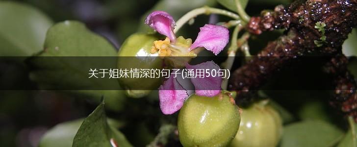 关于姐妹情深的句子(通用50句),第1张