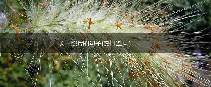 关于照片的句子(热门21句),第1张